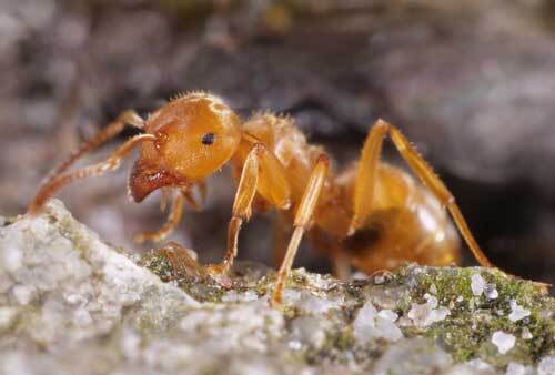 Gelbe Wiesenameise